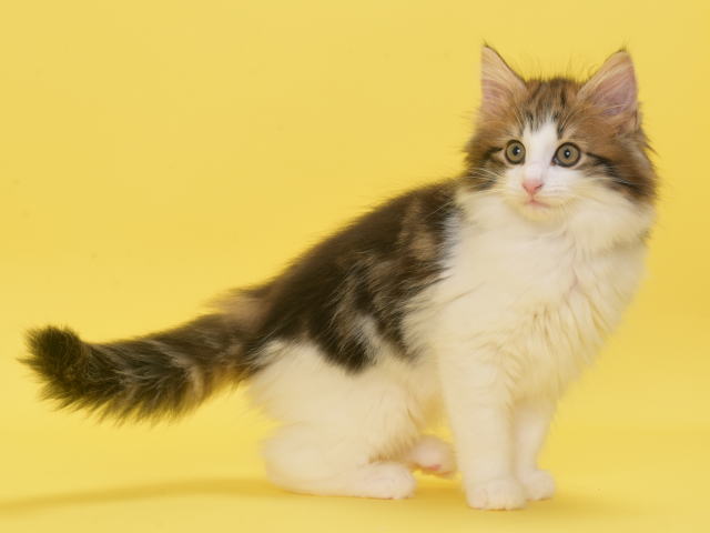 Kitten