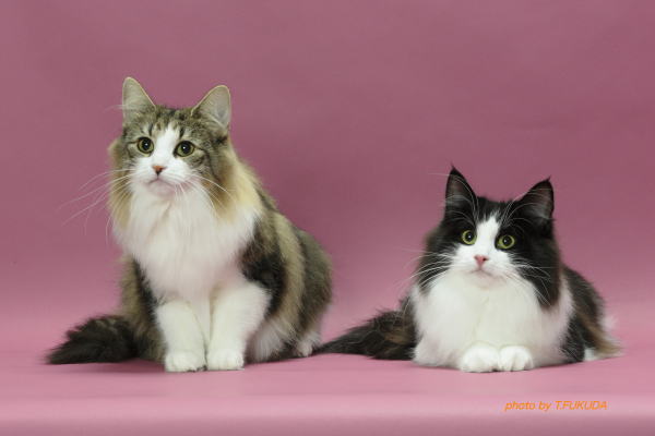 Cattery FANTARJAノルウェージャンフォレストキャットの専門店です。