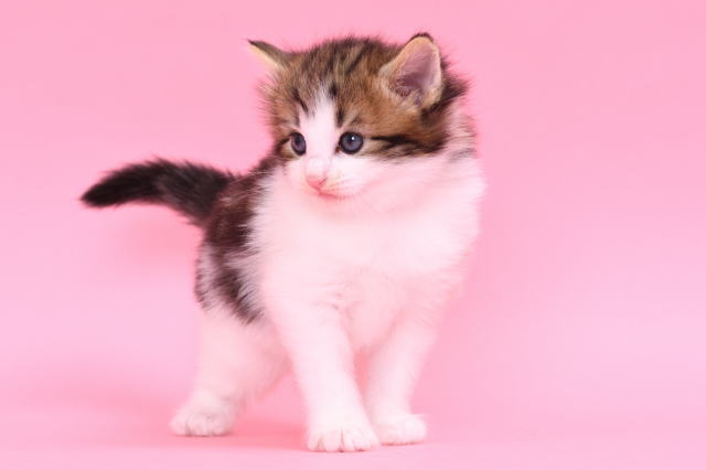 Kitten