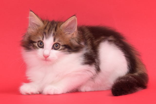 Kitten