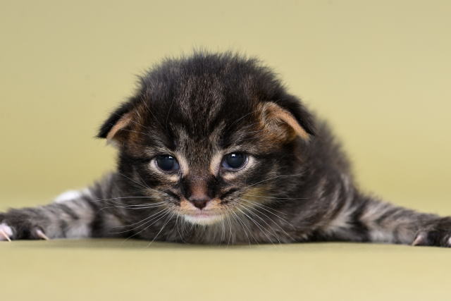 ノルウェージャンフォレストキャットCattery FANTARJAヨーロッパの子猫