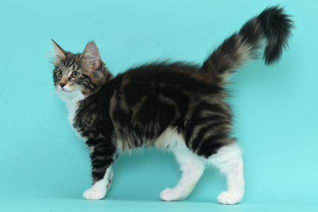 Kitten