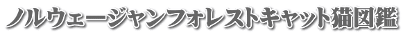 ノルウェージャンフォレストキャット猫図鑑